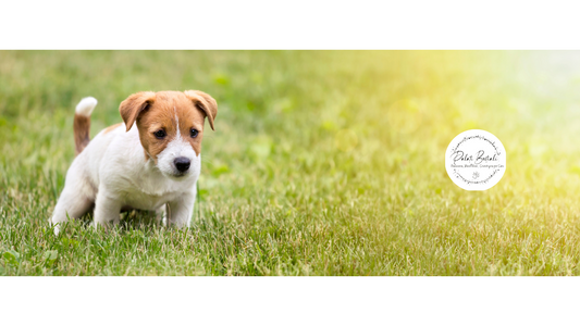 La diarrea del cane : i come e i perchè