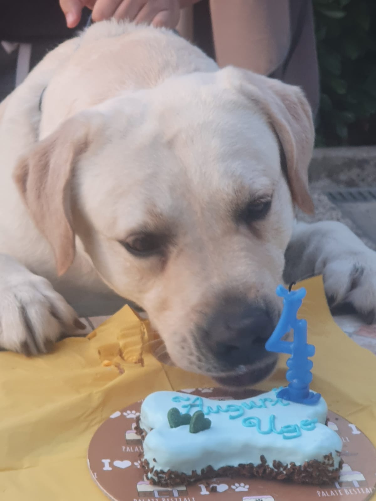 Torte da Personalizzare